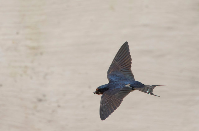 Swallow
