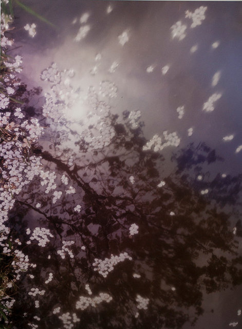 #8 Sakura Shizukuish/雫石