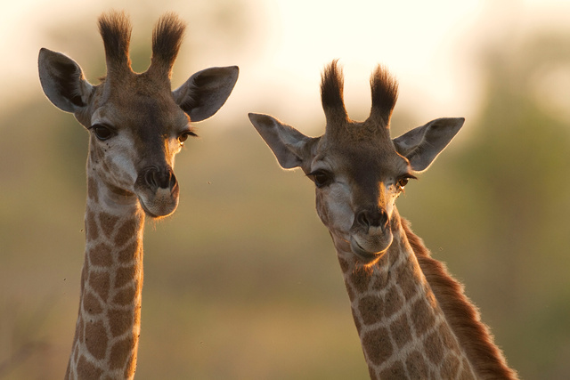 Young giraffe