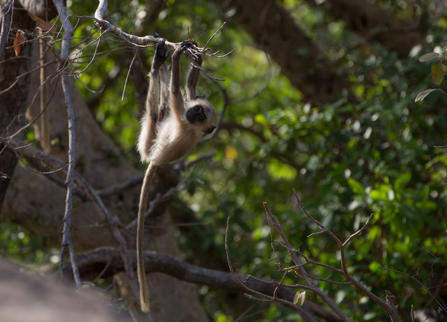 Langur Monkey