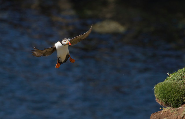 Puffin