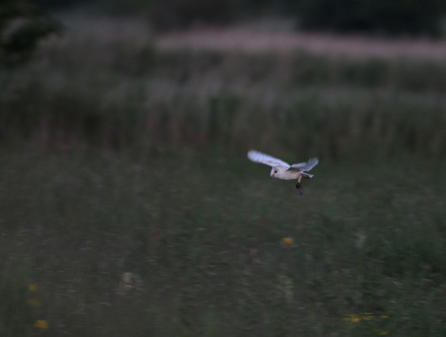Barn Owl with prey