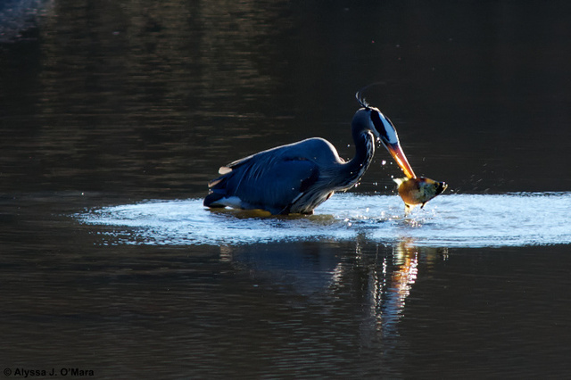 Fishing Heron 3, Southborough, MA