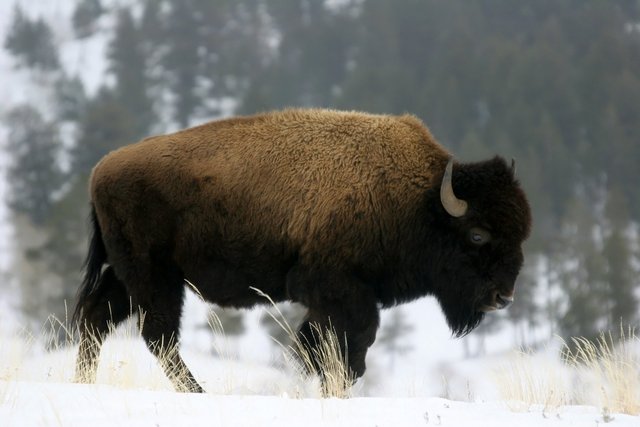 American Bison, Wyoming