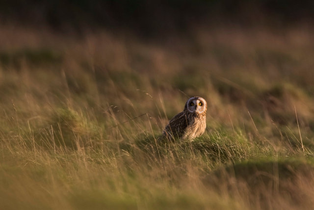 Short-eared Owl