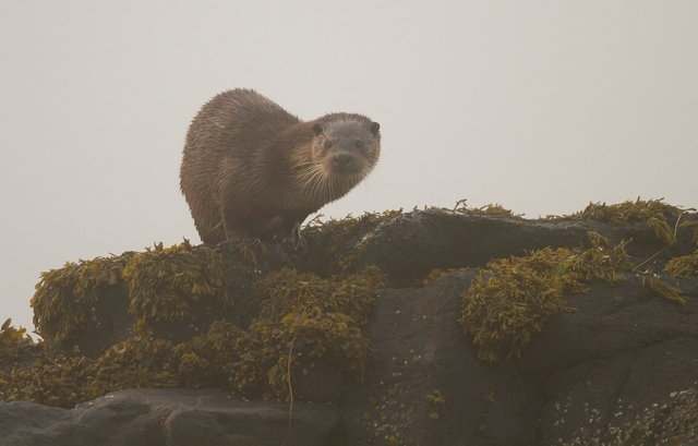 Otter