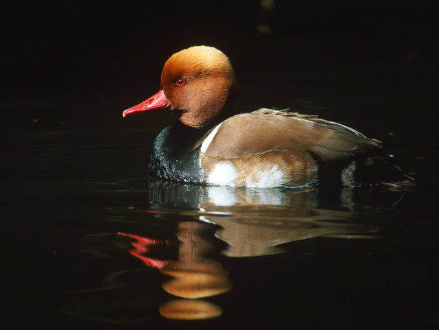 Red Crested Pochard