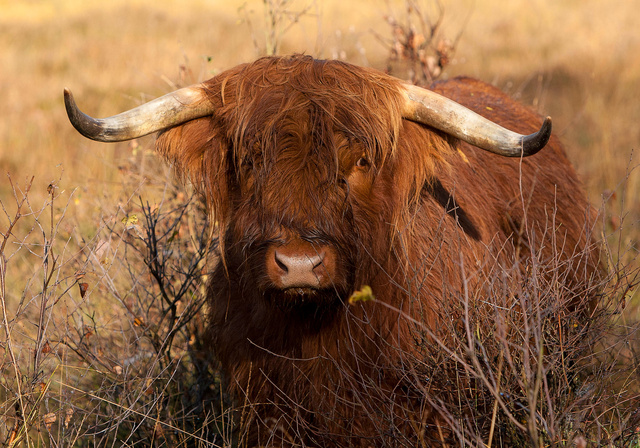 Schotse Hooglander