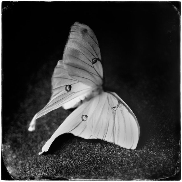 Actias Luna I (luna moth), 19th century
