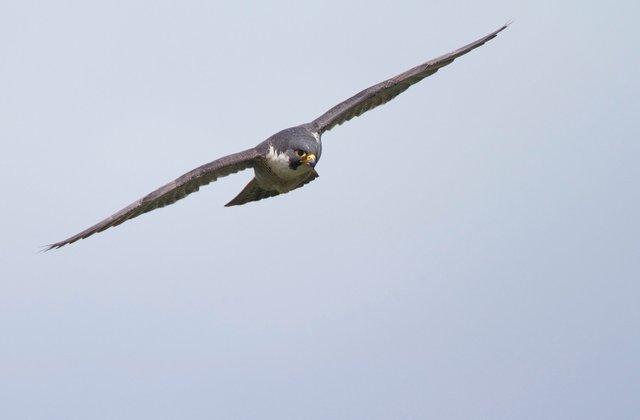 Peregrine falcon