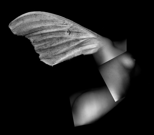 Growing Wings II