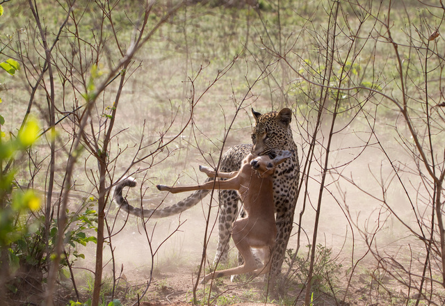 Leopard with impala