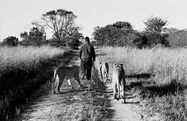 Rabbi and the Lions