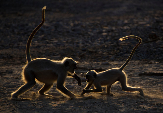 Langur Monkeys