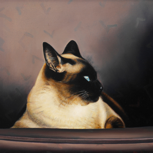 Breed: Siamese / "Baby Jane"