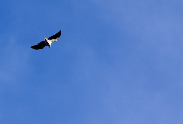 White-bellied Sea Eagle (5) VB.JPG