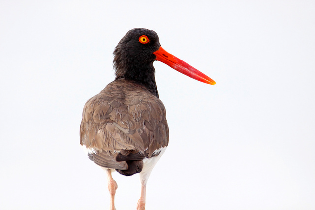 American Oystercatcher, NC, June