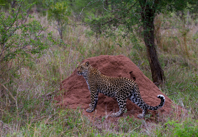 Leopard