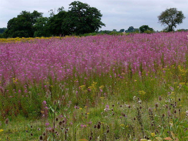 Summer Meadow Flowers Ayot Greenway (2) VB.JPG