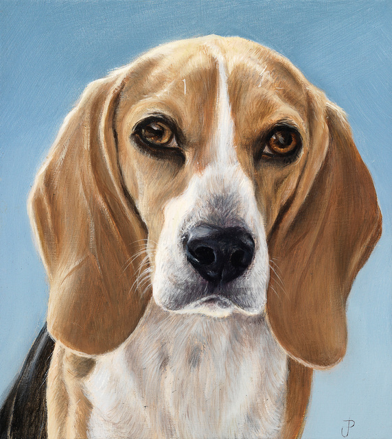 Breed: Beagle / "Homer"