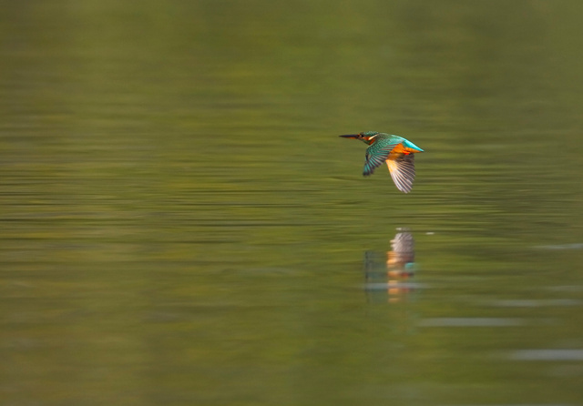 Kingfisher