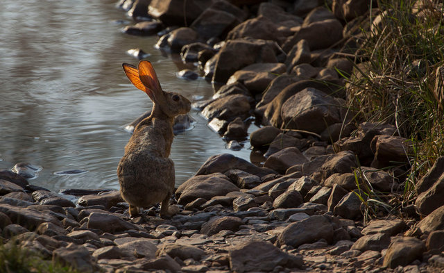 Indian Hare