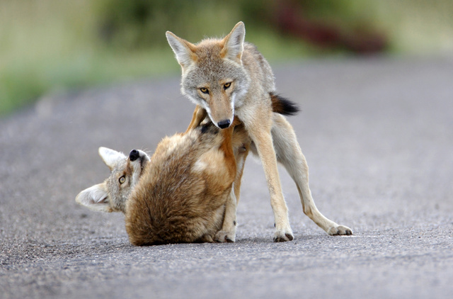 Coyotes, Colorado