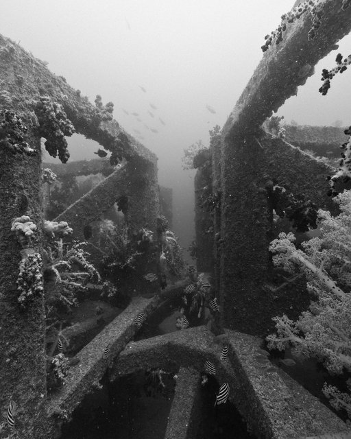 Productive Structure, Artificial Reef, -24m, Japan - 2013