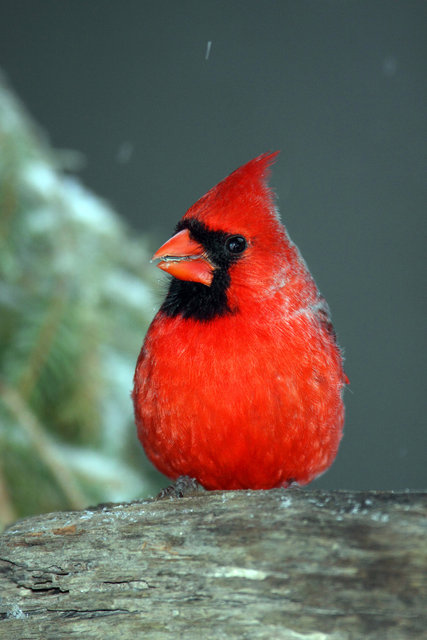 Northern Cardinal (male), winter, Ohio