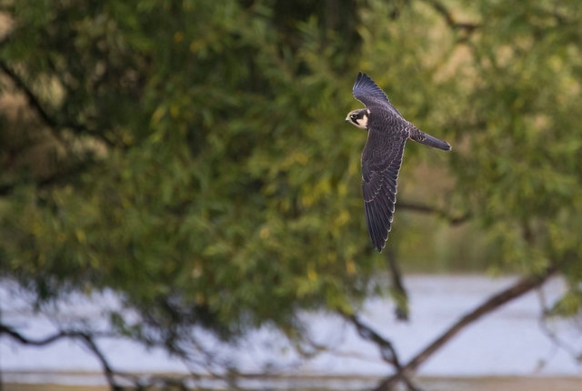 Hobby