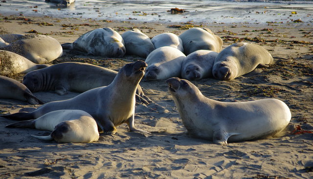 Elephant Seal Colony near San Simeon (13) VB.JPG