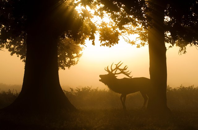 Red deer stag