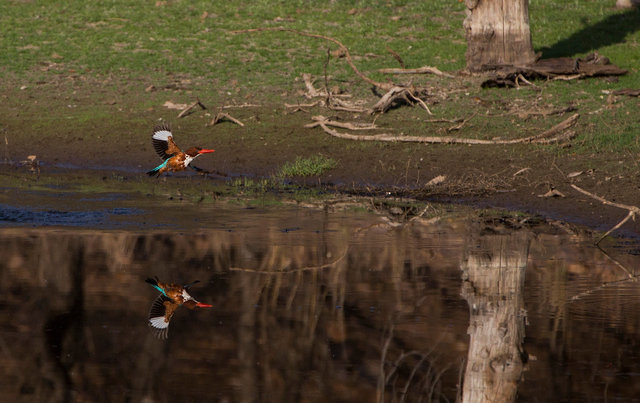 White-throated Kingfisher