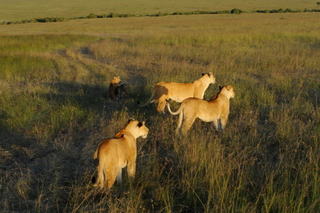 Lionsses Ready for the Kill, Masai Mara