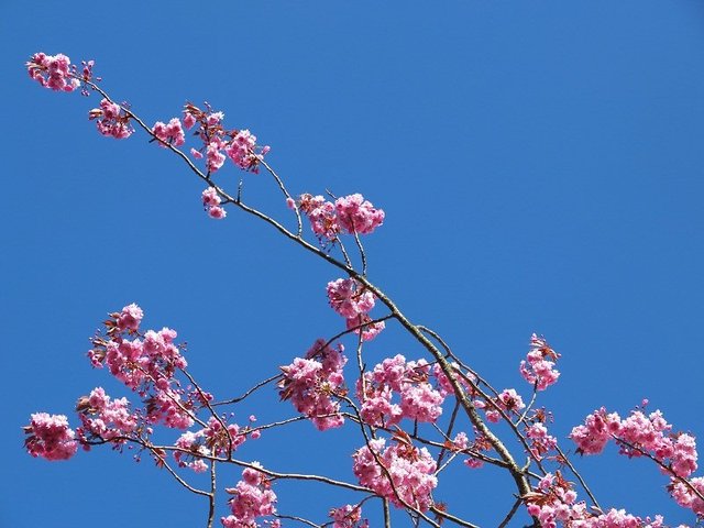 3- Pink Blossom 2015 by Alison Gracie 