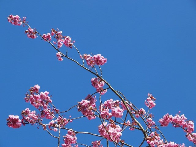 3- Pink Blossom 2015 by Alison Gracie