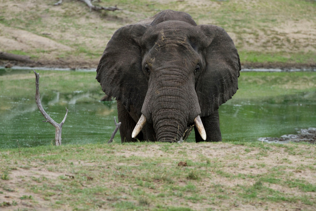 Elephant