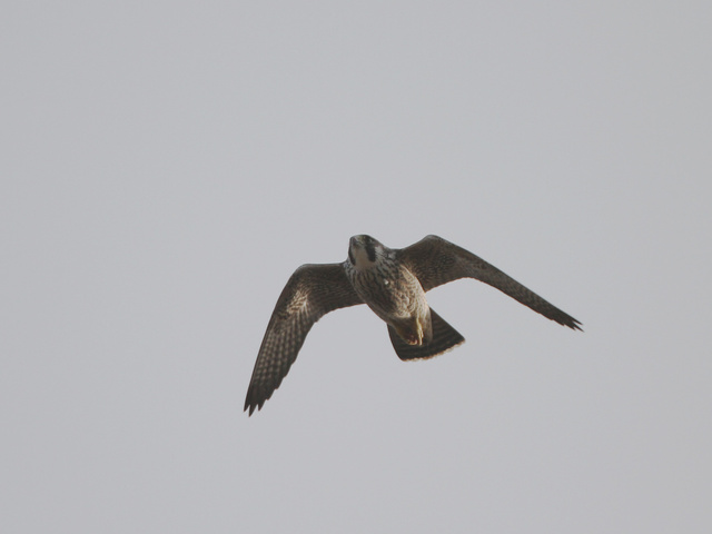 Juvenile peregrine falcon