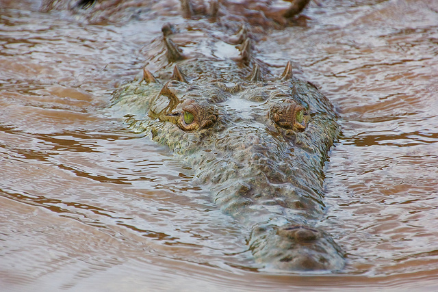 Croc on the Tarcoles River 2