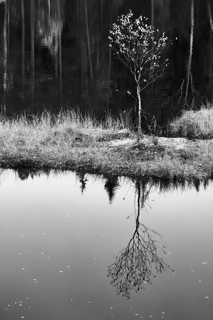 Narcissus II