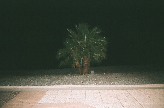 palmier - de nuit.jpg