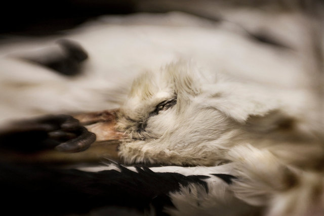 Dreaming