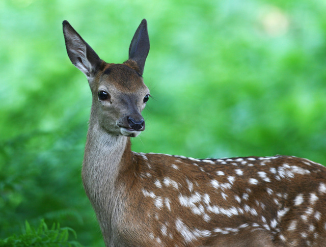 Red Deer Calf