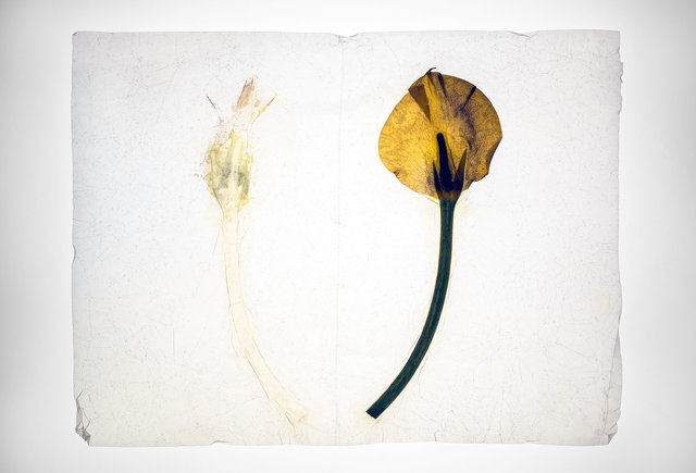 calla lily 3