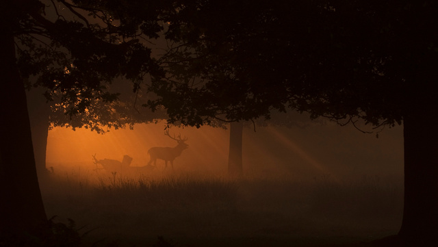 Red Deer Stag