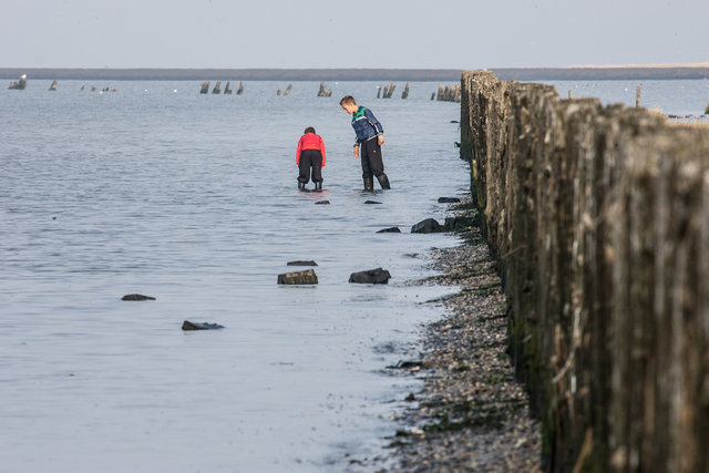 Boys searching for oysters