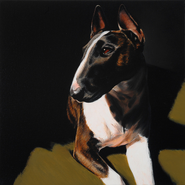 Breed: English Bull Terrier / "Otis"