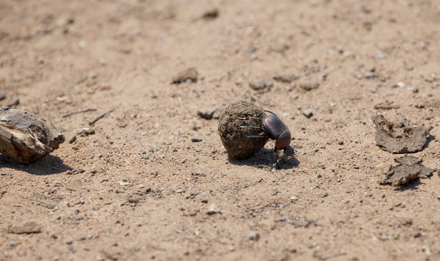 Dung beetle