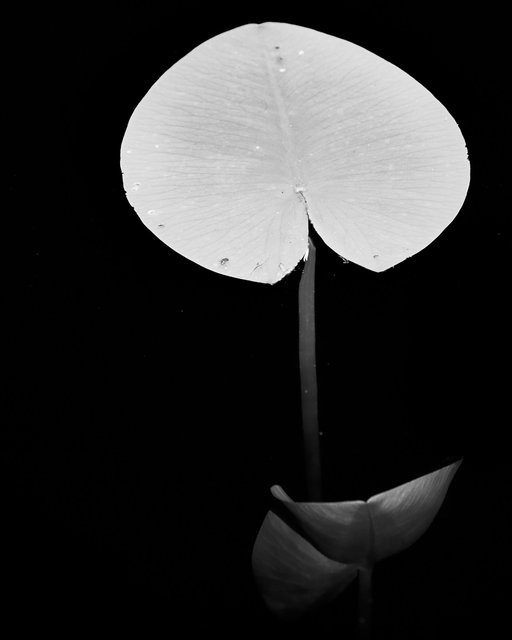 Birth of a Waterlily I