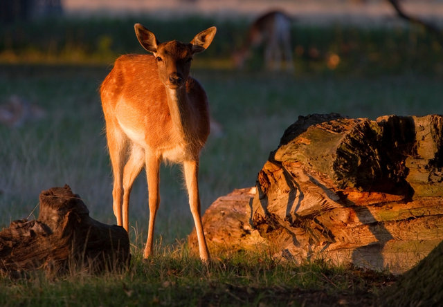Fallow deer